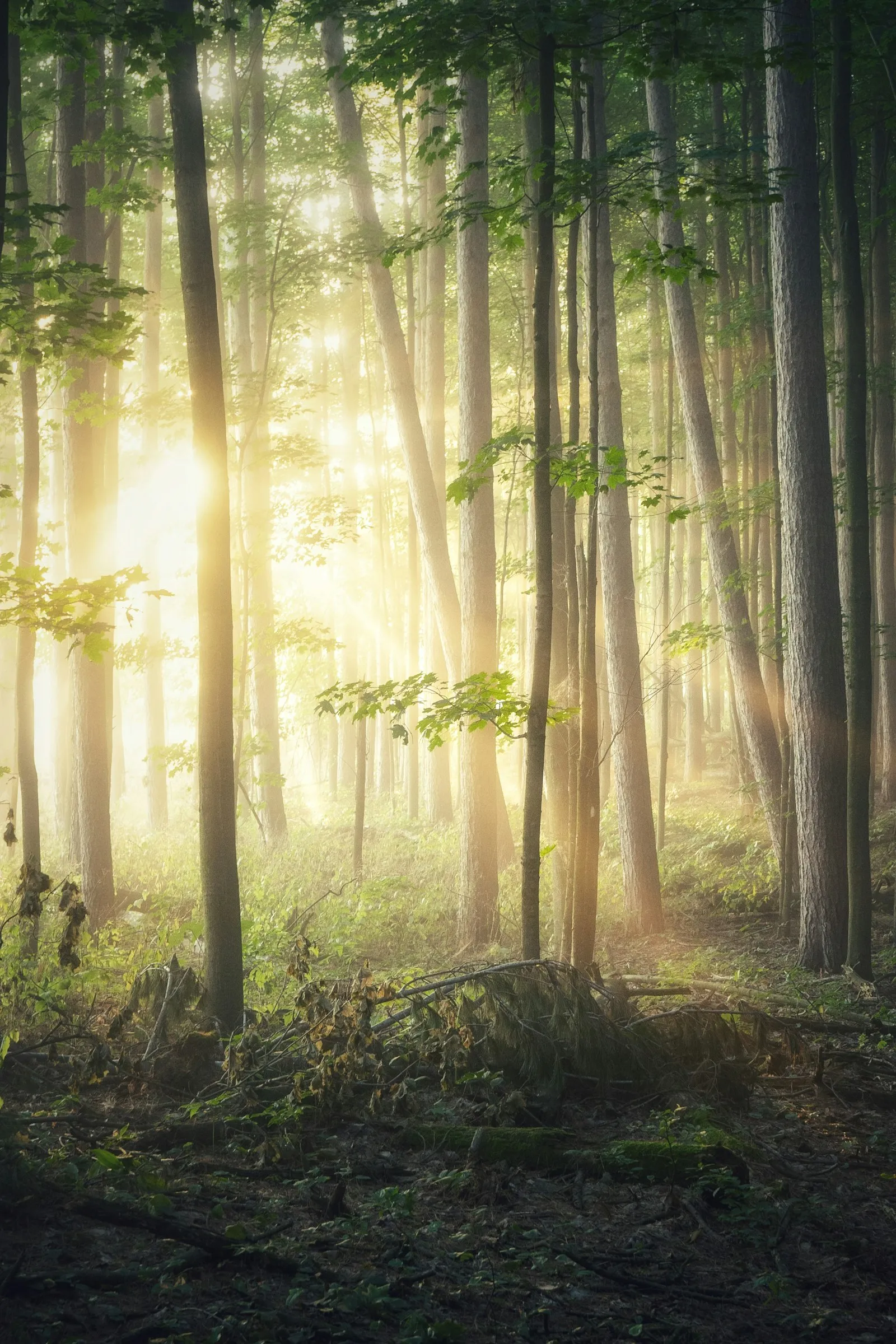 Green forest in daylight