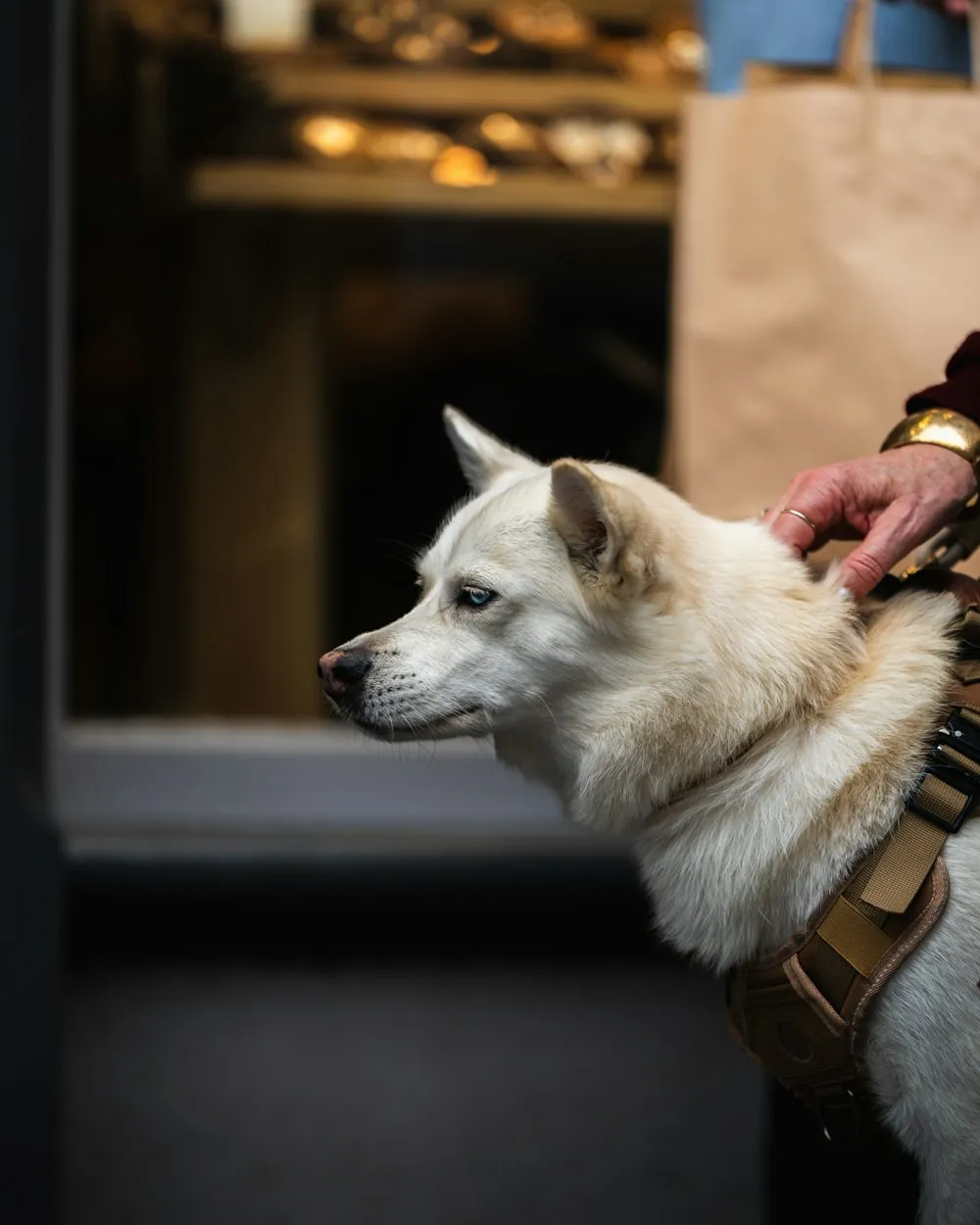 A husky in a service harness, trained for the practice A husky in a service harness, trained for the practice