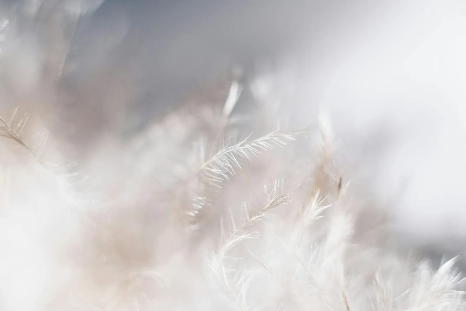 A single feather on a neutral ground, stillness at The Trinity A single feather on a neutral ground, stillness at The Trinity